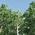 Vray Tree Set - 4 Scenic Trees 3D model small image 2