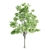 Vray Tree Set - 4 Scenic Trees 3D model small image 3