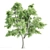 Vray Tree Set - 4 Scenic Trees 3D model small image 5