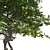 Fruitful Lemon Tree 3D model small image 4