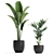 Exotic Indoor Plant Collection in Black Vase 3D model small image 3