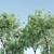 3 Velvet Mesquite Trees: Vibrant & Hardy 3D model small image 2