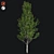 Optimized Lombardy Poplar Tree 3D model small image 1