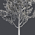 Optimized Lombardy Poplar Tree 3D model small image 5