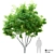  Tall Maple Tree: 3.5m Height 3D model small image 1