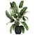 Exotic Plant Collection: Banana Palm & Ravenala 3D model small image 4