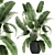 Exotic Indoor Plant Collection 3D model small image 1