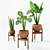 Tropical Plant Trio: Peperomia, Sansevieria & Curcuma 3D model small image 2