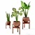 Tropical Plant Trio: Peperomia, Sansevieria & Curcuma 3D model small image 5