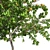  Luscious Peach Tree: Realistic and Fully Textured 3D model small image 4