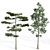 Evergreen Pine Tree - 5 Needle Leaves 3D model small image 4