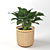 Elegance in a Vase: Hosta Plant 3D model small image 1