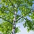 Realistic Birch Trees: Detailed 3D Models 3D model small image 2