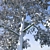 Realistic Birch Trees: Detailed 3D Models 3D model small image 5