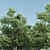 3 Alnus Trees 3D model small image 2