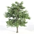 3 Alnus Trees 3D model small image 3