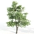 3 Alnus Trees 3D model small image 4