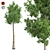 Optimized Quad Gum Tree 3D model small image 1