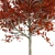 Title: Autumn Splendor Red Maple Tree 3D model small image 4