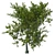 Premium Red Oak Tree 3D model small image 2