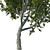 Premium Red Oak Tree 3D model small image 4