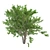Optimized River Birch Tree 3D model small image 2
