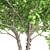 Optimized River Birch Tree 3D model small image 4