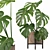 Tropical Monster Leaf Plants 3D model small image 4