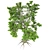 Lush Sassafras Tree - 4K Texture 3D model small image 3
