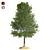 Shingle Oak Tree: High-Quality, Realistic Design. 3D model small image 1