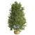 Shingle Oak Tree: High-Quality, Realistic Design. 3D model small image 2