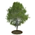 Shingle Oak Tree: High-Quality, Realistic Design. 3D model small image 3
