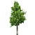 Sourwood Tree: High-Quality 3D Model 3D model small image 2