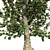 Southern Magnolia Tree 3D model small image 4