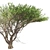 Optimized Quad Umbrella Thorn Tree 3D model small image 4