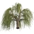Graceful Weeping Willow Tree 3D model small image 3