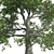 Premium White Oak Tree: Realistic 3D Model 3D model small image 4