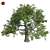 Premium White Oak Tree Corona 3D model small image 1