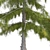 Premium Alaska Cedar Tree: Optimized, Real-World Scale 3D model small image 4