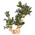 Bristle Pine Tree: Realistic 3D Model 3D model small image 2