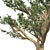 Lebanon Cedar: Realistic 3D Tree 3D model small image 4