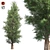 Premium Eastern Red Cedar Tree 3D model small image 1