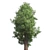 Premium Eastern Red Cedar Tree 3D model small image 2