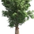 Premium Eastern Red Cedar Tree 3D model small image 4