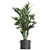 Exotic Indoor Plant Collection 3D model small image 3