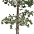 Evergreen White Pine Tree - Realistic 3D Model with Cones 3D model small image 4