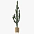Euphorbia Candelabrum: Indoor Cactus 3D model small image 2