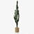 Euphorbia Candelabrum: Indoor Cactus 3D model small image 3