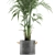 Tropical Palm Collection in Concrete Pots 3D model small image 3