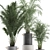 Tropical Indoor Palms in Concrete Pots 3D model small image 2